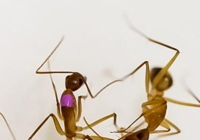 Le formiche sono capaci di eseguire amputazioni salvavita sulle compagne ferite