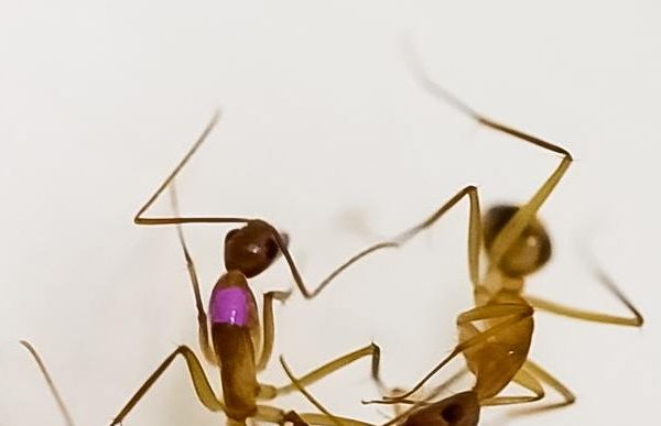 Le formiche sono capaci di eseguire amputazioni salvavita sulle compagne ferite