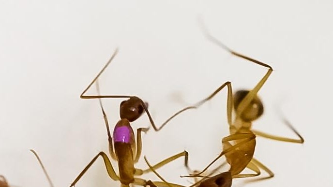 Le formiche sono capaci di eseguire amputazioni salvavita sulle compagne ferite