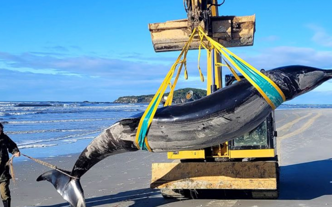 Balena, forse abbiamo trovato una rara specie