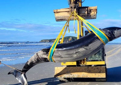 Balena, forse abbiamo trovato una rara specie