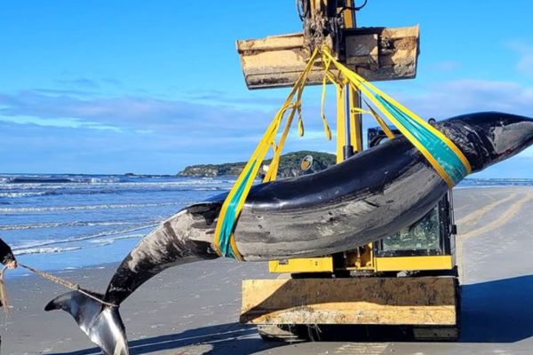 Balena, forse abbiamo trovato una rara specie