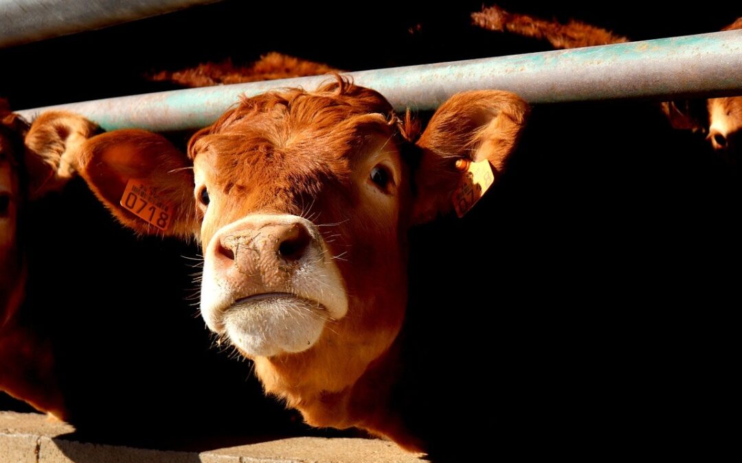 Gli allevamenti intensivi possono aumentare il rischio di nuove pandemie