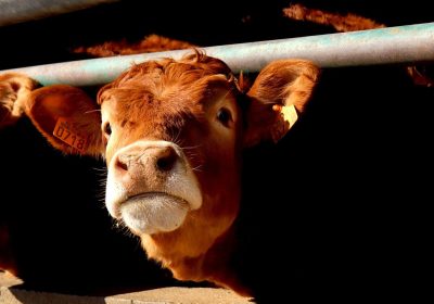 Gli allevamenti intensivi possono aumentare il rischio di nuove pandemie