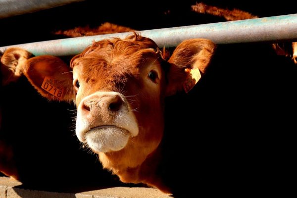 Gli allevamenti intensivi possono aumentare il rischio di nuove pandemie