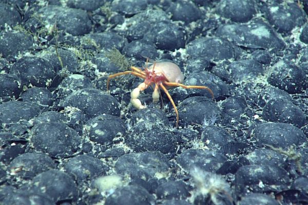 Cos’è l’ossigeno oscuro che secondo uno studio si nasconde nelle profondità oceaniche