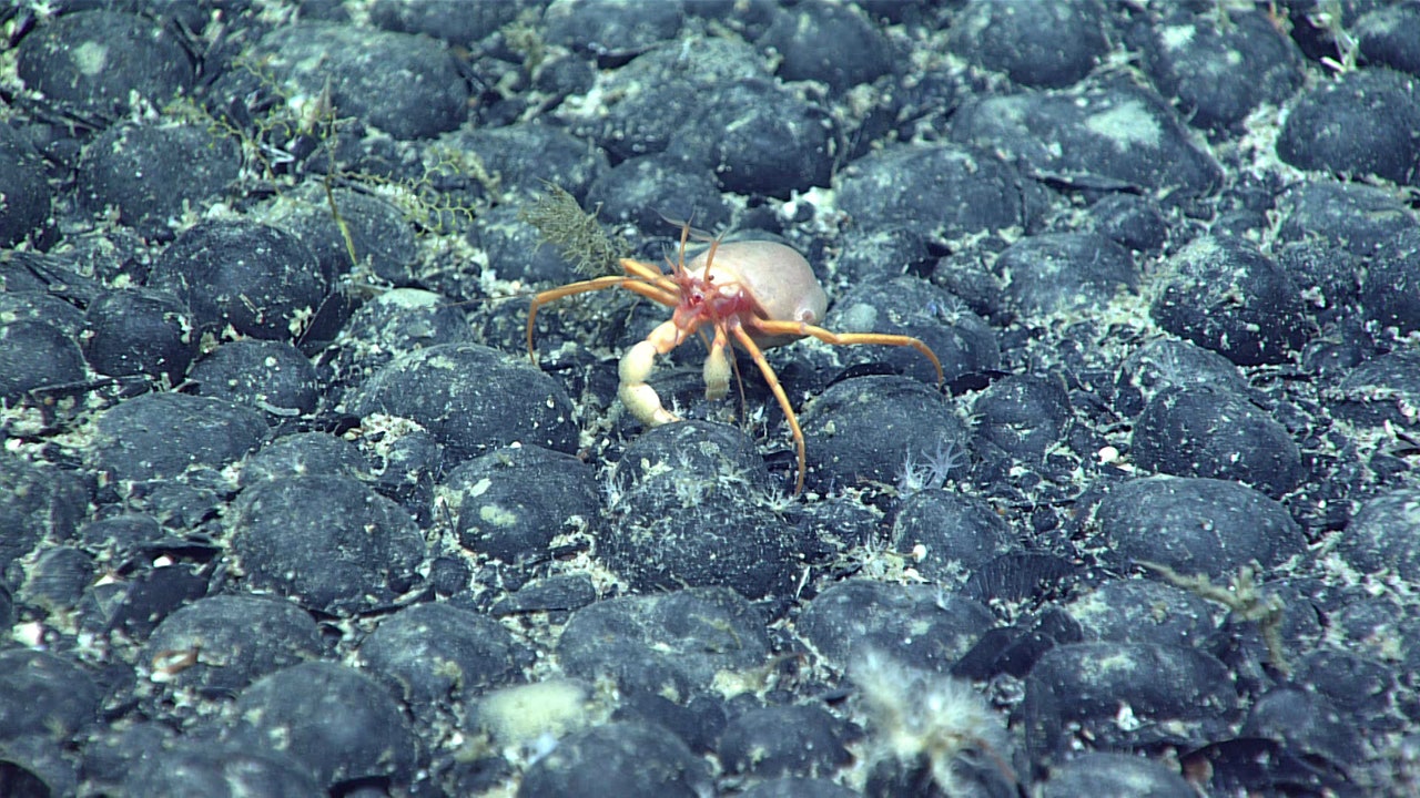 Cos’è l’ossigeno oscuro che secondo uno studio si nasconde nelle profondità oceaniche