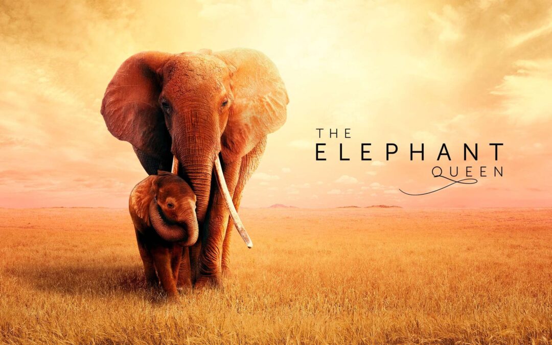 i migliori documentari da guardare in streaming oggi