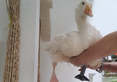 La storia di Guendalina, l’oca che ha una nuova zampa stampata in 3D