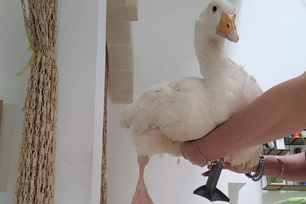 La storia di Guendalina, l’oca che ha una nuova zampa stampata in 3D