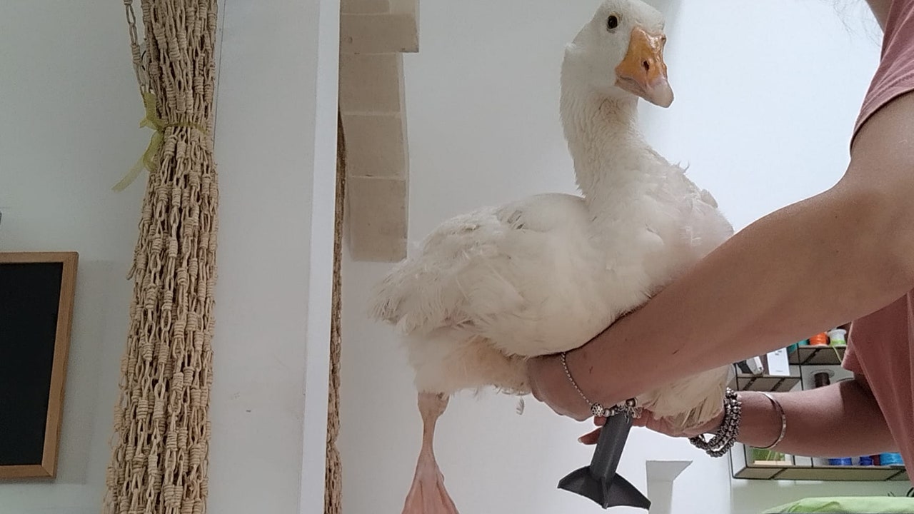 La storia di Guendalina, l’oca che ha una nuova zampa stampata in 3D