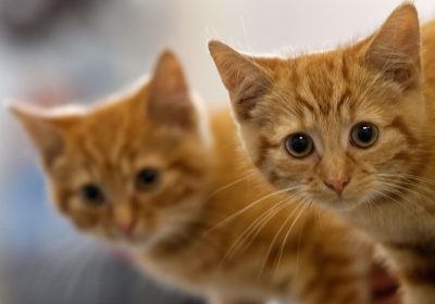 Giornata Internazionale del gatto, i consigli della scienza per farlo vivere felice