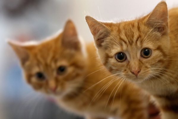 Giornata Internazionale del gatto, i consigli della scienza per farlo vivere felice