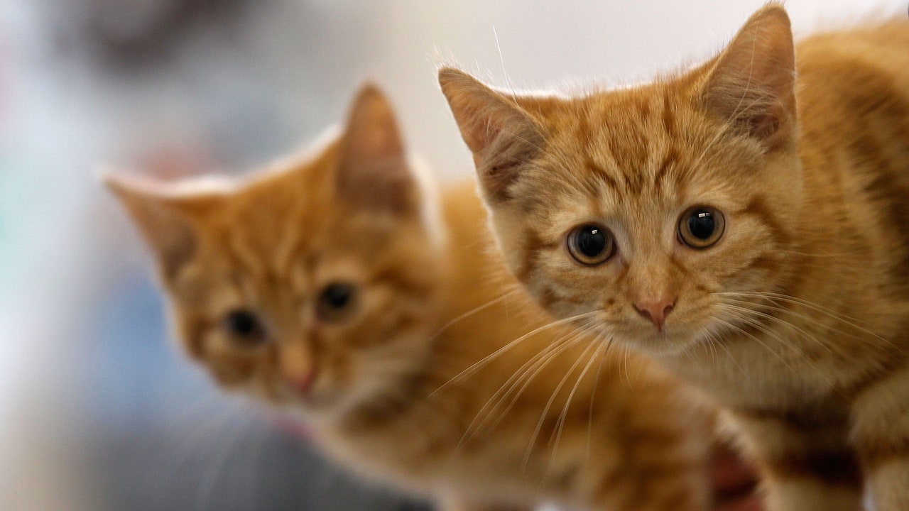 Giornata Internazionale del gatto, i consigli della scienza per farlo vivere felice