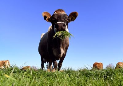 Vaccino, una startup pensa a quello per ridurre i rutti delle mucche