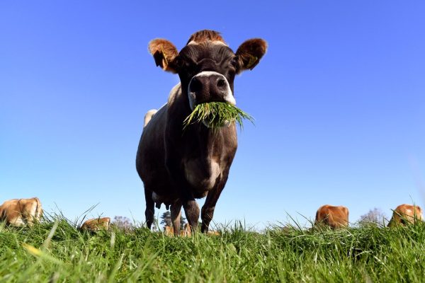 Vaccino, una startup pensa a quello per ridurre i rutti delle mucche