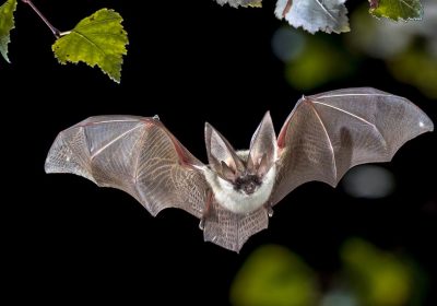 Animali anti-insetti? Li scopriamo grazie ai loro escrementi