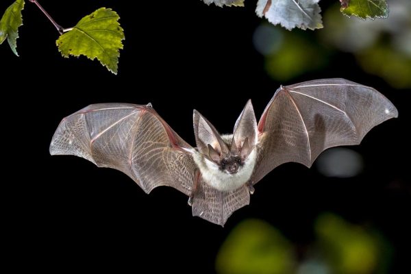 Animali anti-insetti? Li scopriamo grazie ai loro escrementi