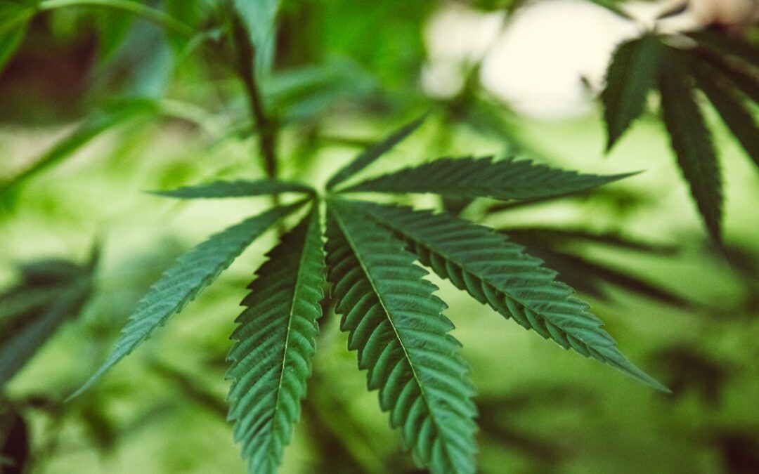 Cannabis light, torna ad essere illegale in Italia