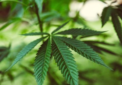 Cannabis light, torna ad essere illegale in Italia