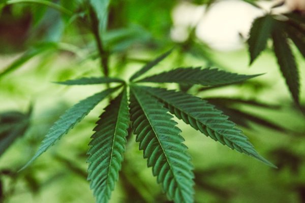 Cannabis light, torna ad essere illegale in Italia