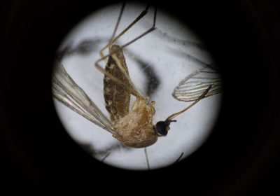 Zanzare, il selezionatore automatico è lo strumento più avanzato che abbiamo per debellarle