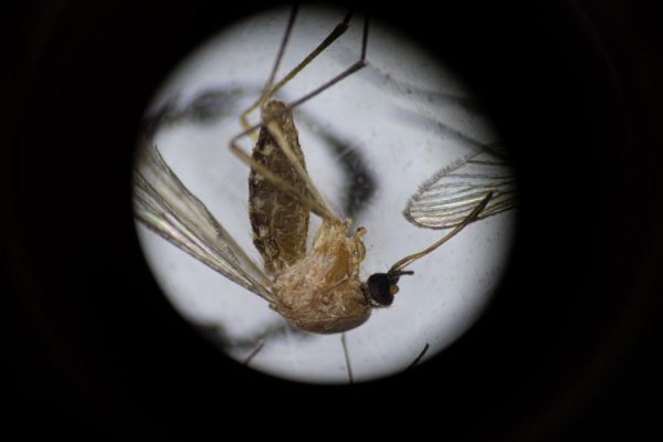 Zanzare, il selezionatore automatico è lo strumento più avanzato che abbiamo per debellarle