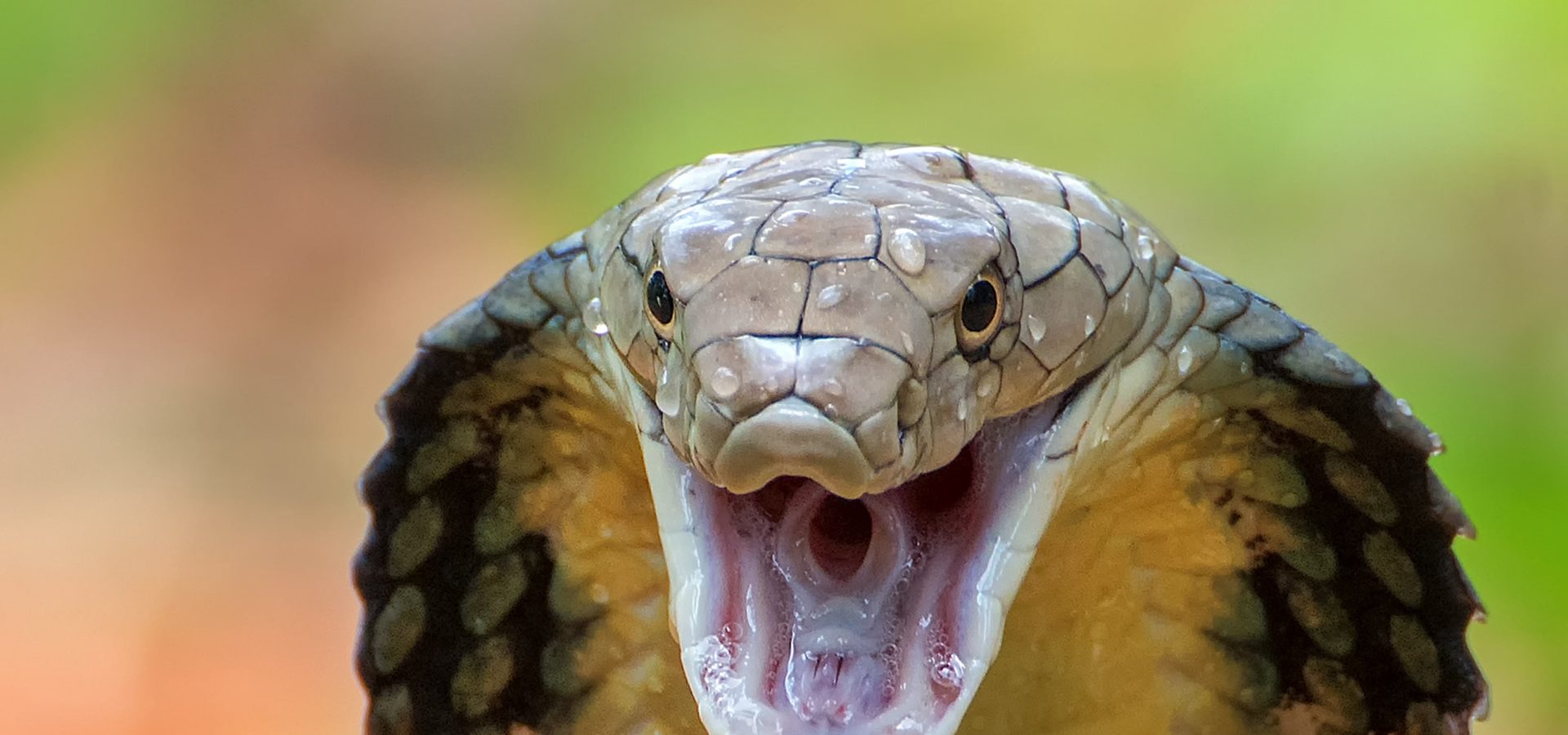 Serpenti, ecco alcuni tra i più velenosi al mondo