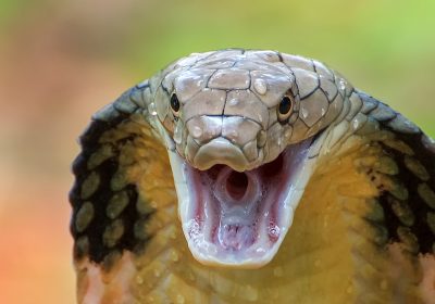 Serpenti, ecco alcuni tra i più velenosi al mondo