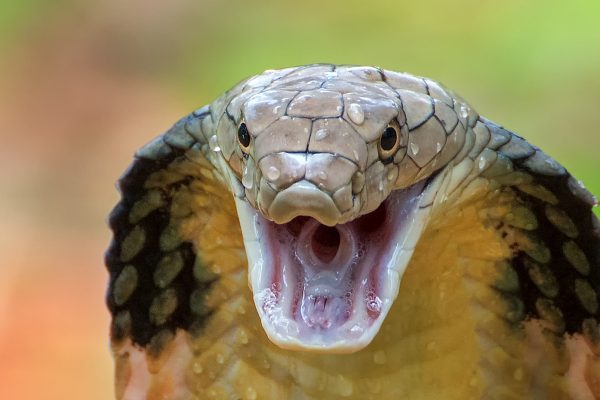 Serpenti, ecco alcuni tra i più velenosi al mondo
