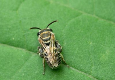 Ape nana asiatica rossa, è arrivata in Europa ed è un segnale preoccupante