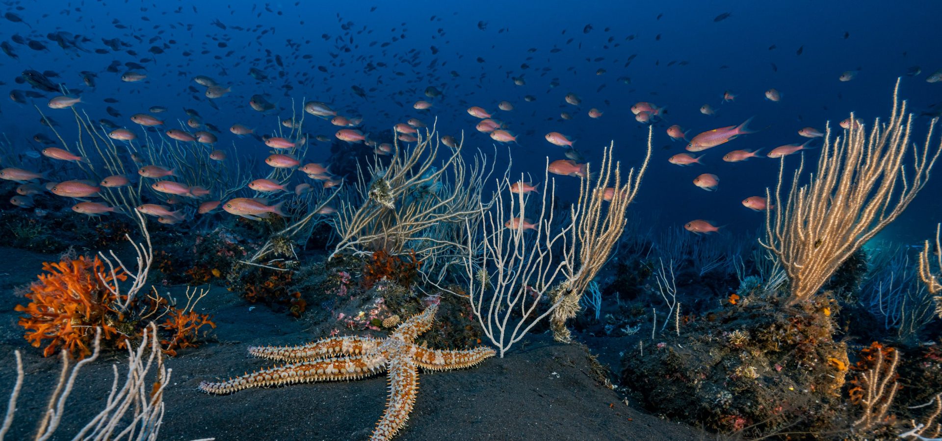 Fondali marini italiani, ecco quali sono quelli più suggestivi da esplorare