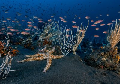 Fondali marini italiani, ecco quali sono quelli più suggestivi da esplorare