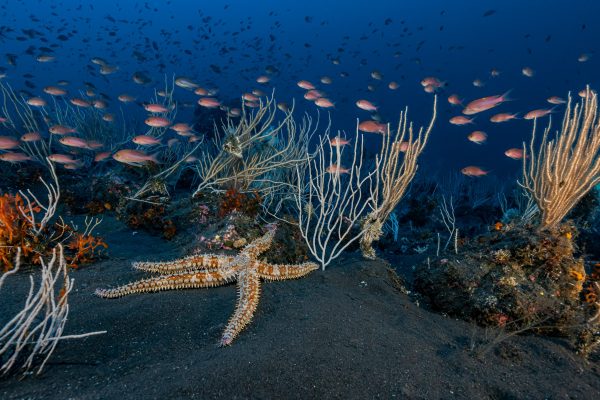 Fondali marini italiani, ecco quali sono quelli più suggestivi da esplorare