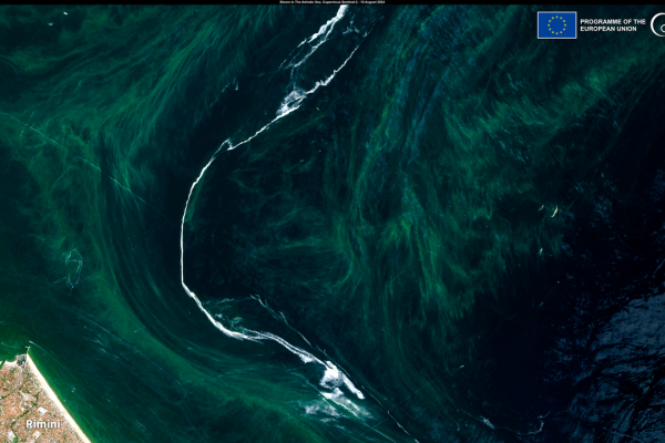 La mucillagine è tornata nell’Adriatico