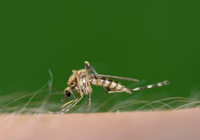 Zanzara, quanto vive? La risposta ad una domanda che tutti ci poniamo nelle notti estive