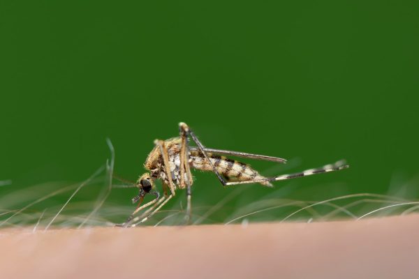 Zanzara, quanto vive? La risposta ad una domanda che tutti ci poniamo nelle notti estive