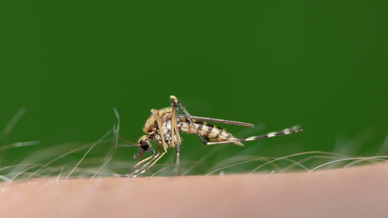 Zanzara, quanto vive? La risposta ad una domanda che tutti ci poniamo nelle notti estive
