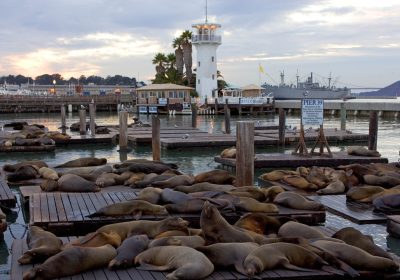 Leoni marini, una troupe ci sta aiutando a mappare i fondali degli oceani