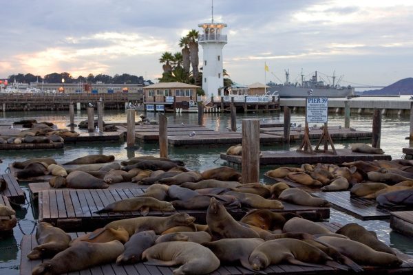 Leoni marini, una troupe ci sta aiutando a mappare i fondali degli oceani