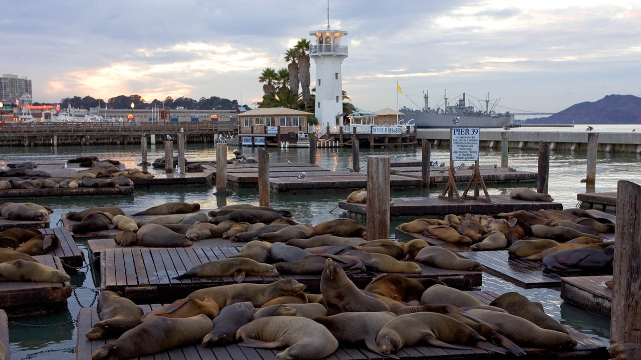Leoni marini, una troupe ci sta aiutando a mappare i fondali degli oceani