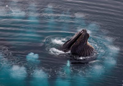 Megattere, la spettacolare strategia per catturare più prede