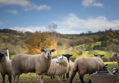 Bluetongue, cos’è la malattia della lingua blu che si sta diffondendo tra i bovini e ovini in Europa