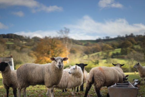 Bluetongue, cos’è la malattia della lingua blu che si sta diffondendo tra i bovini e ovini in Europa