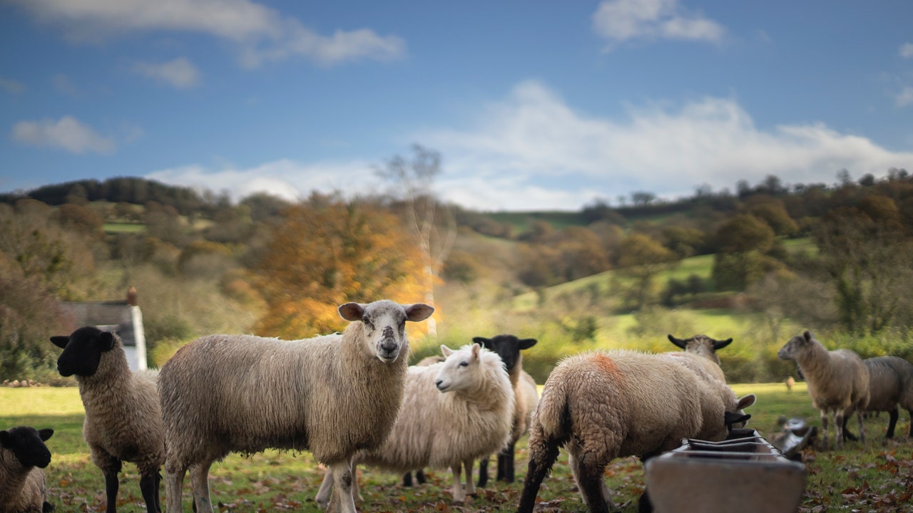 Bluetongue, cos’è la malattia della lingua blu che si sta diffondendo tra i bovini e ovini in Europa