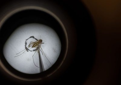 Encefalite equina, cos’è la malattia infettiva che ha portato al coprifuoco serale negli Stati Uniti