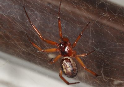 Falsa vedova, come riconoscere il ragno dal morso simile alla puntura di una vespa