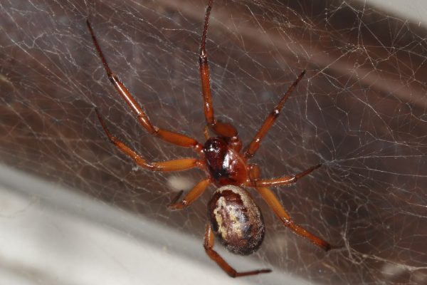 Falsa vedova, come riconoscere il ragno dal morso simile alla puntura di una vespa
