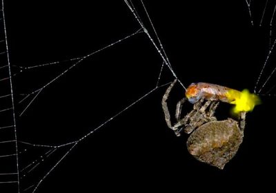 Il ragno che diventa un macabro burattinaio per attirare le prede