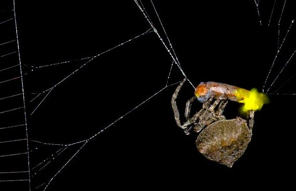 Il ragno che diventa un macabro burattinaio per attirare le prede